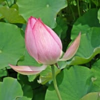公園散歩-3