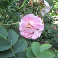 【2025札幌市北区　百合が原公園のバラ】⑥（ローズウォーク）
