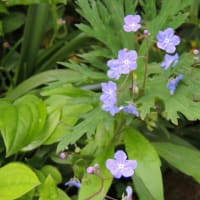 ちょ、ちょっと待ってよ＊開花が早すぎる＊