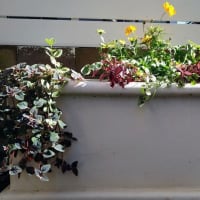 コンテナ花壇を冬・春モードに植え替えました♪