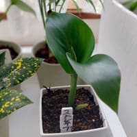 ダイソーの観葉植物100円　ストレリチアを育てる