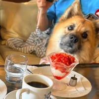 ママたちの　お茶に付き合う　セラピー犬