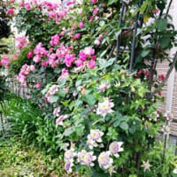 風もない曇天の朝。