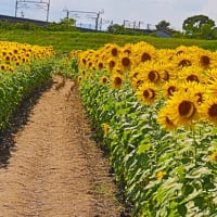 ひまわり🌻💓