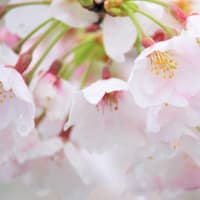 瑞零る、桜の春