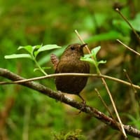 花と鳥です