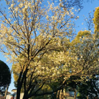 　満開の公園の山桜
