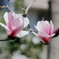 明日から聖週間