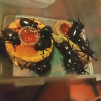 カブトムシ捕り・・・大量発生？？