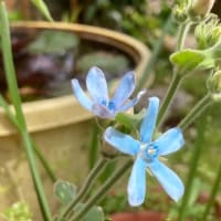 とてもきれいな綿毛の種が