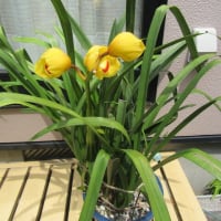 我が家の花で～す　（２）