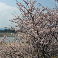 今年のさくら市ゆうゆうパークの桜