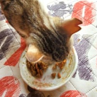 懐っこいにゃんこにほだされて