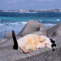 沖縄県の猫たち　2025年1月　その32
