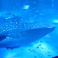 「のとじま水族館」へ行ってきました。