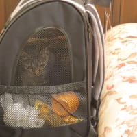 本日のきなこさん