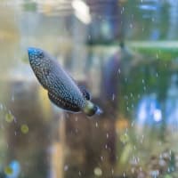 みとしーラボの生き物 2024冬～2025春　前編