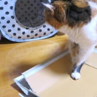 「聞く耳持たず」