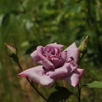 残り写真～春花風景　湧永庭園　5月のバラ