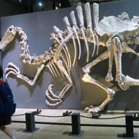 恐竜博物館25周年「獣脚類2025展」行ってきました。