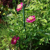 6月になりました。
