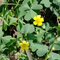 七月（文月）13日（日）畑で見逃花など・・・マンション管理会社希望二社デモの様子！