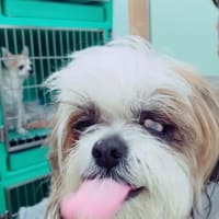愛犬、心臓手術が無事に終わり明日、退院です♪