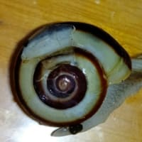 殻割ツムリ６２日目