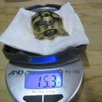 25えぱ２号誕生ヽ(^o^)丿