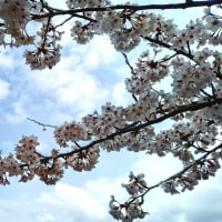 満開の桜も・・・