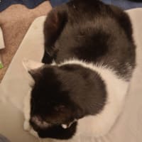 いろいろ出てる