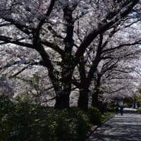 横浜　阿久和川沿いに咲く桜