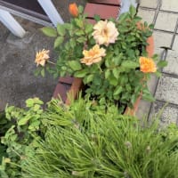妹の家の花壇の花