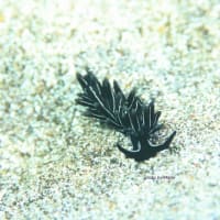 隠岐・西ノ島で天使のダンゴウオがいっぱい！