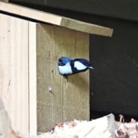 シジュウカラ　子育てしています