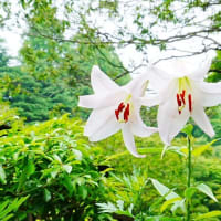 六甲高山植物園の花たち・・1