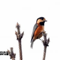 09/27探鳥記録写真：９月中旬に出会った鳥たち（キアシシギ、クロサギ、モズ、シジュウカラ、ヤマガラ、ホオジロ、ほか）