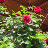 maria の旅ラン・花行脚・１