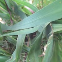 レモングラスの葉の中に
