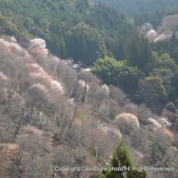 2024桜の名所・吉野山見て歩き（１）