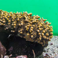 淡島水族館2Fの生き物 FILE:9　ウニの水槽