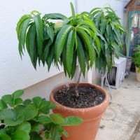 ビオトープにめだか入れる～＆鉢植え果樹の様子♪（＾ー＾*