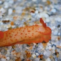 ウミウシいっぱい