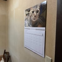 今週の水草水槽＆にゃんこ 2025.6.18