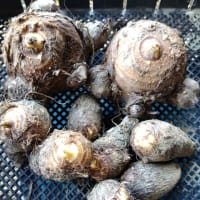 黒豆を゙蒔いて長芋を植えた