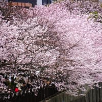「桜まつり2024」／大岡川（横浜）