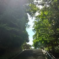 鶴岡八幡宮の銀杏