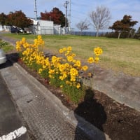 新そば