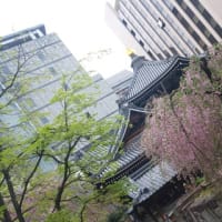 京都のお花見―六角堂―