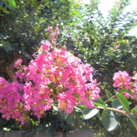 猛暑の庭に咲く花